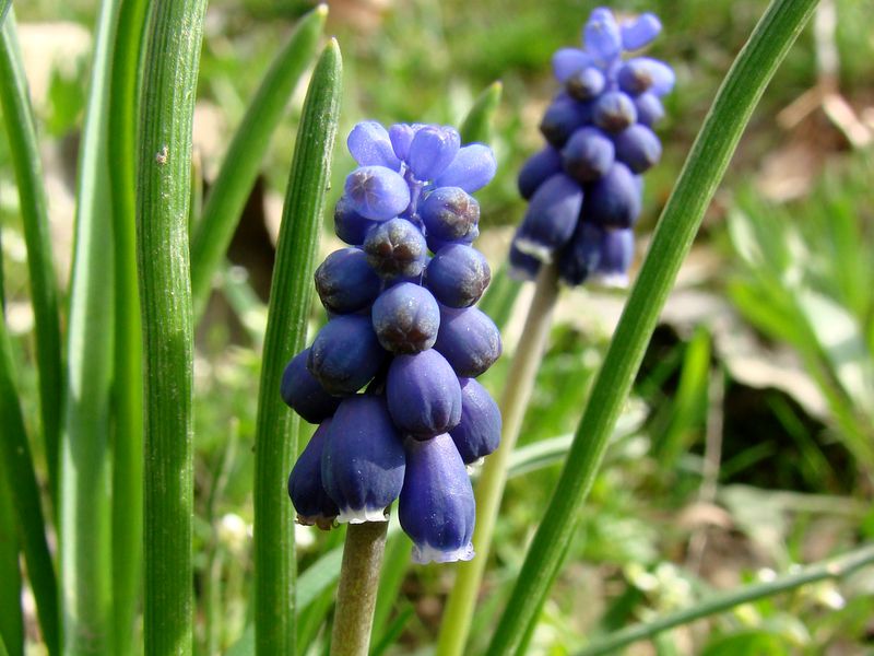 Изображение особи Muscari leucostomum.