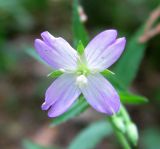 Epilobium montanum