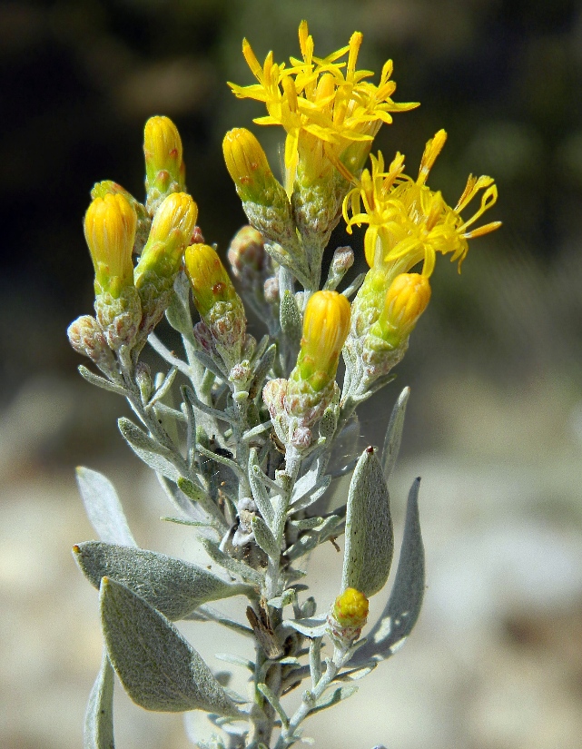 Image of Galatella villosa specimen.