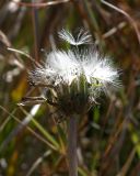 Taraxacum stevenii