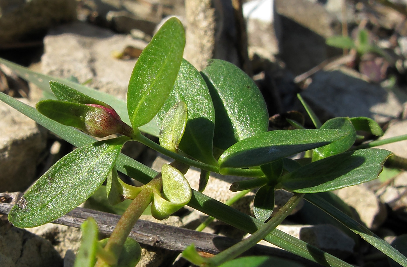 Image of Vinca herbacea specimen.