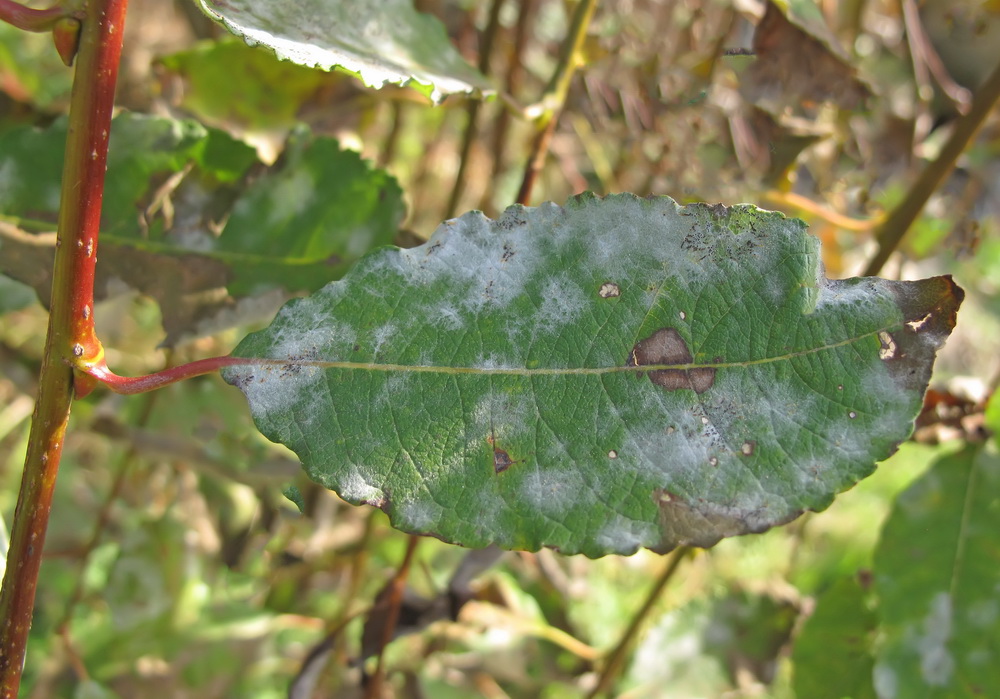 Изображение особи Salix caprea.