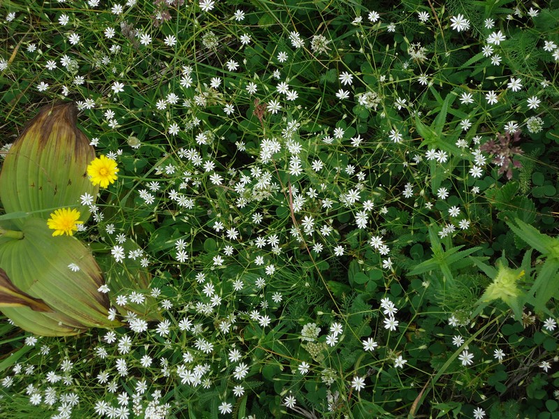 Image of Stellaria graminea specimen.