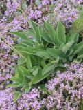 Salvia ringens. Розетка листьев в окружении цветущего Thymus helendzhikus. Черноморское побережье Кавказа, Геленджикский р-н, Маркотхский хребет, гора Совхозная, томилляры на обрывистом склоне, выс. 430 м н.у.м. 21 июля 2013 г.