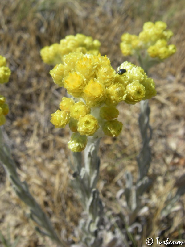 Image of Helichrysum arenarium specimen.