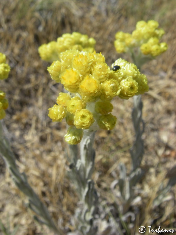 Изображение особи Helichrysum arenarium.