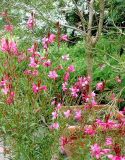 Gaura lindheimeri. Верхушка цветущего растения (сорт 'Gambit Compact Pink'). Латвия, Рига, Ботанический сад Латвийского университета. 02.08.2013.