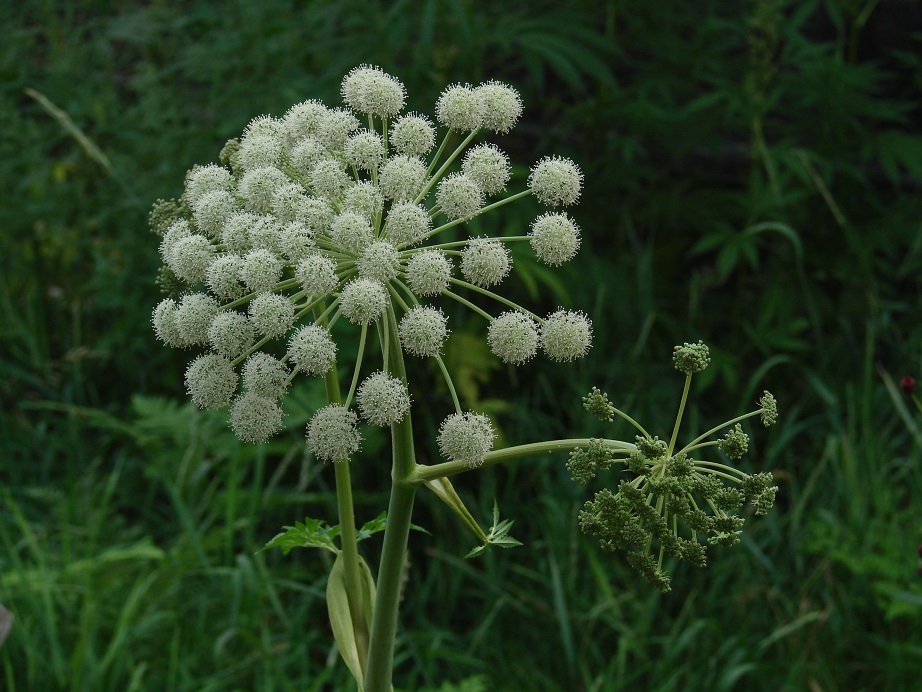 Image of Angelica sylvestris specimen.