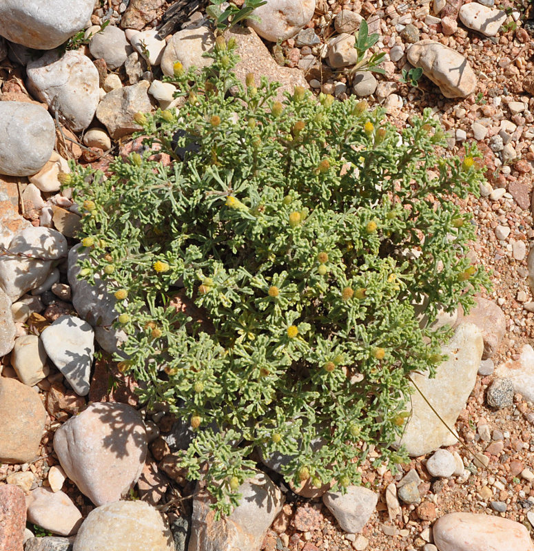 Изображение особи Pulicaria stephanocarpa.