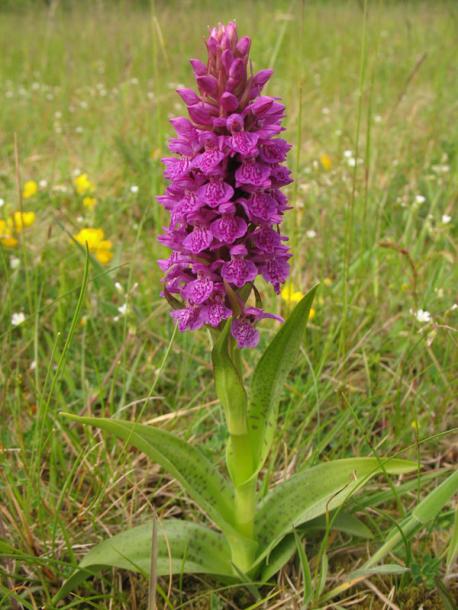 Image of Dactylorhiza majalis specimen.