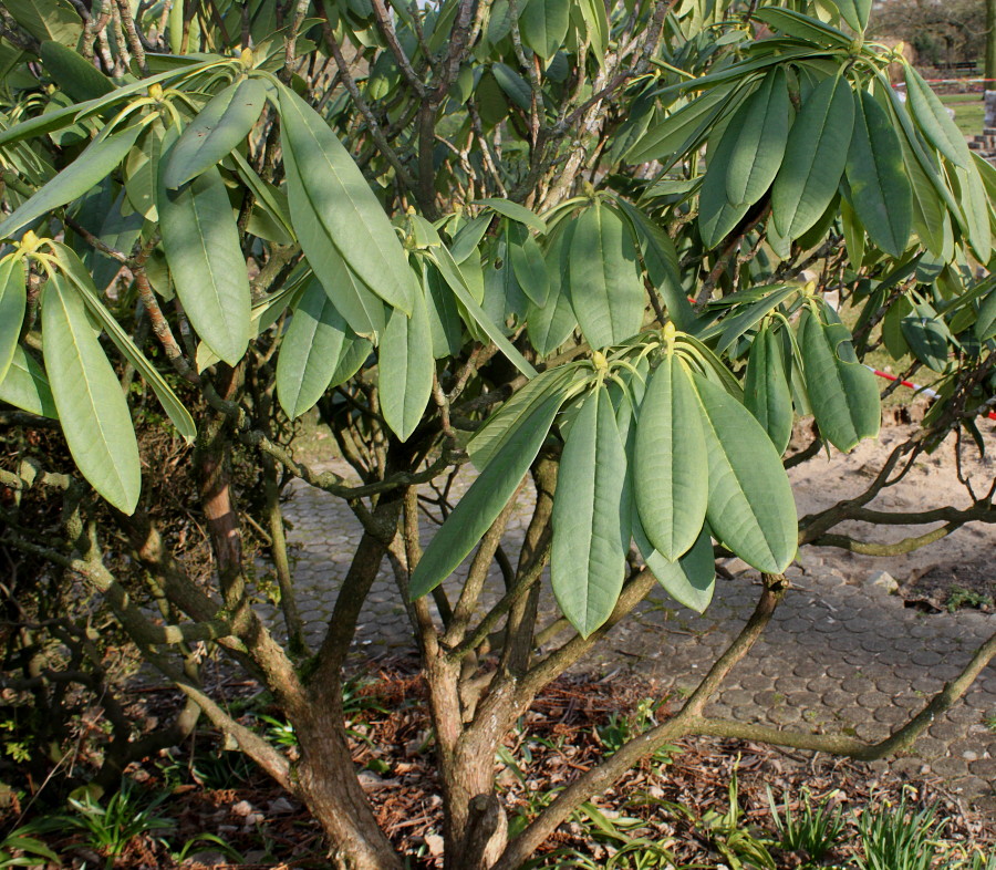 Изображение особи Rhododendron calophytum.