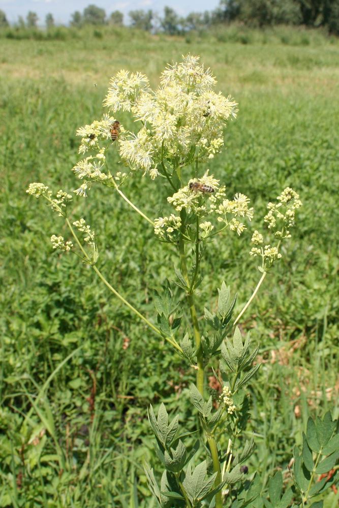 Изображение особи Thalictrum flavum.