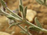 Salvia deserti. Часть побега с листьями. Израиль, южный Негев. 22.03.2014.