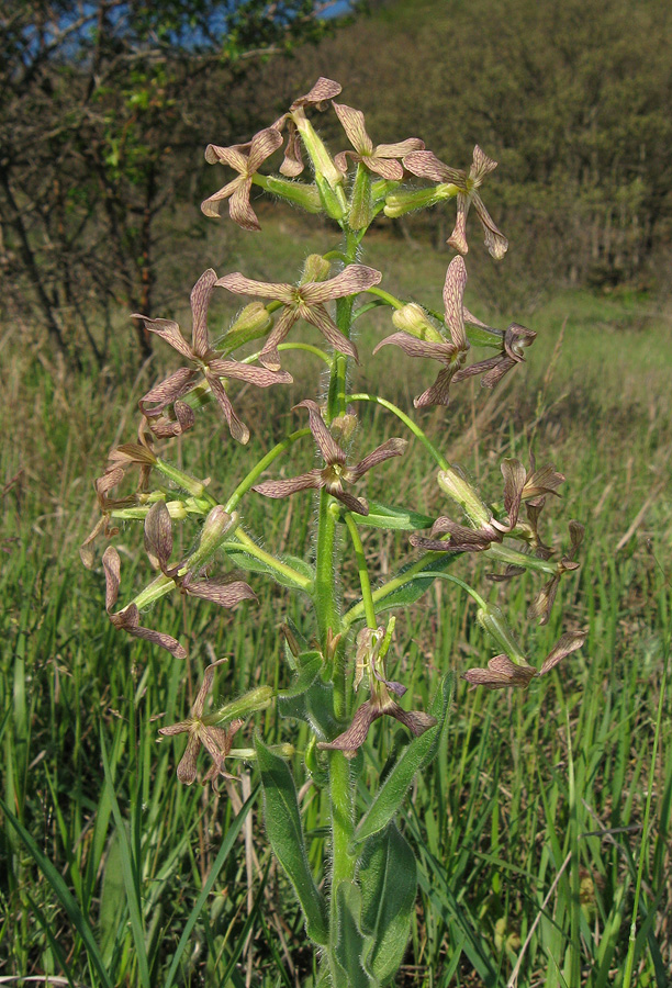 Изображение особи Hesperis tristis.