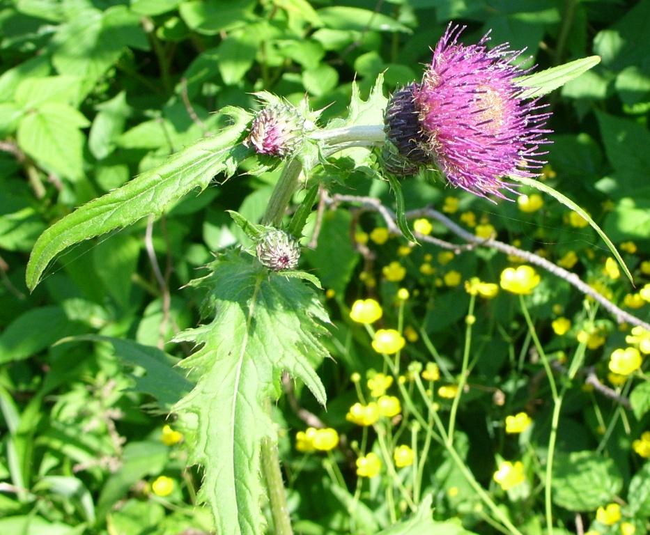 Image of Cirsium maackii specimen.