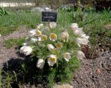 Pulsatilla vulgaris. Цветущие растения ('White'). Санкт-Петербург, Ботанический сад БИН РАН, Сад непрерывного цветения (Северный двор). 03.05.2014.