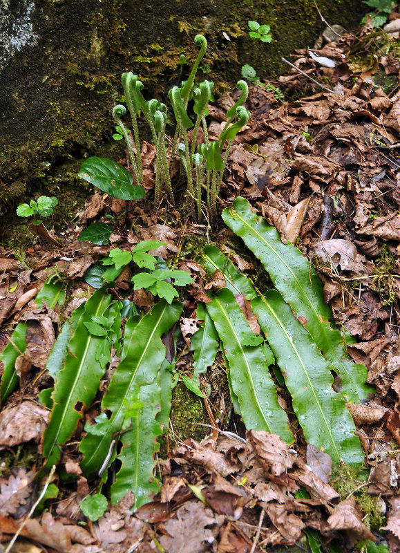 Изображение особи Phyllitis scolopendrium.