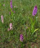 Dactylorhiza incarnata