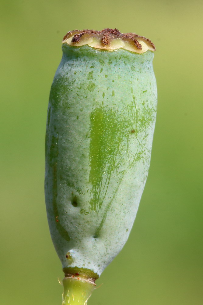 Изображение особи Papaver stevenianum.