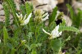 Astragalus demetrii