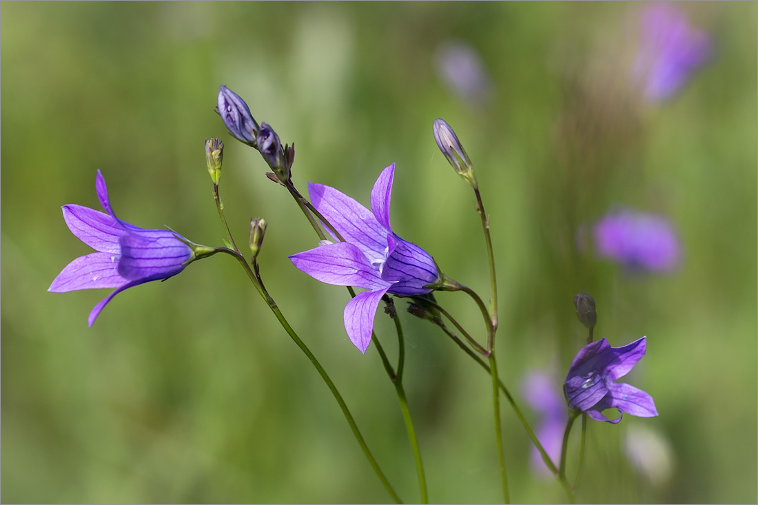 Image of Campanula patula specimen.