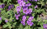 Geranium × magnificum. Цветущее растение. Германия, г. Дюссельдорф, Ботанический сад университета. 02.06.2014.
