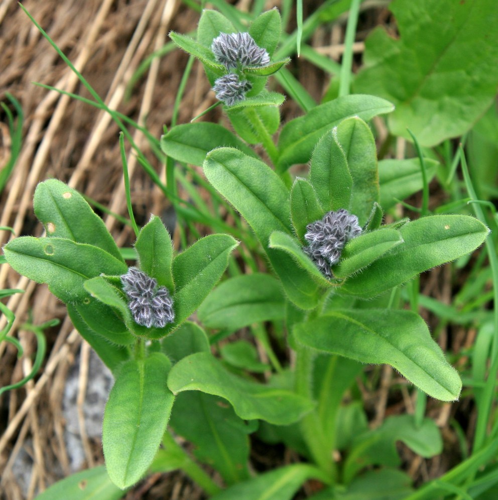 Image of Myosotis alpestris specimen.