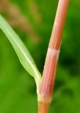 Persicaria sungareensis