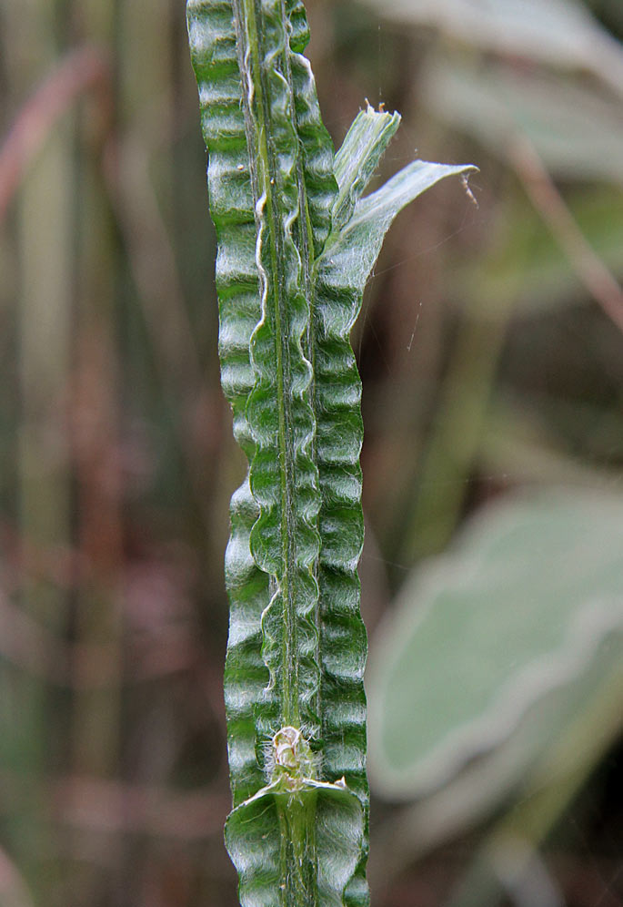 Image of Centaurea solstitialis specimen.