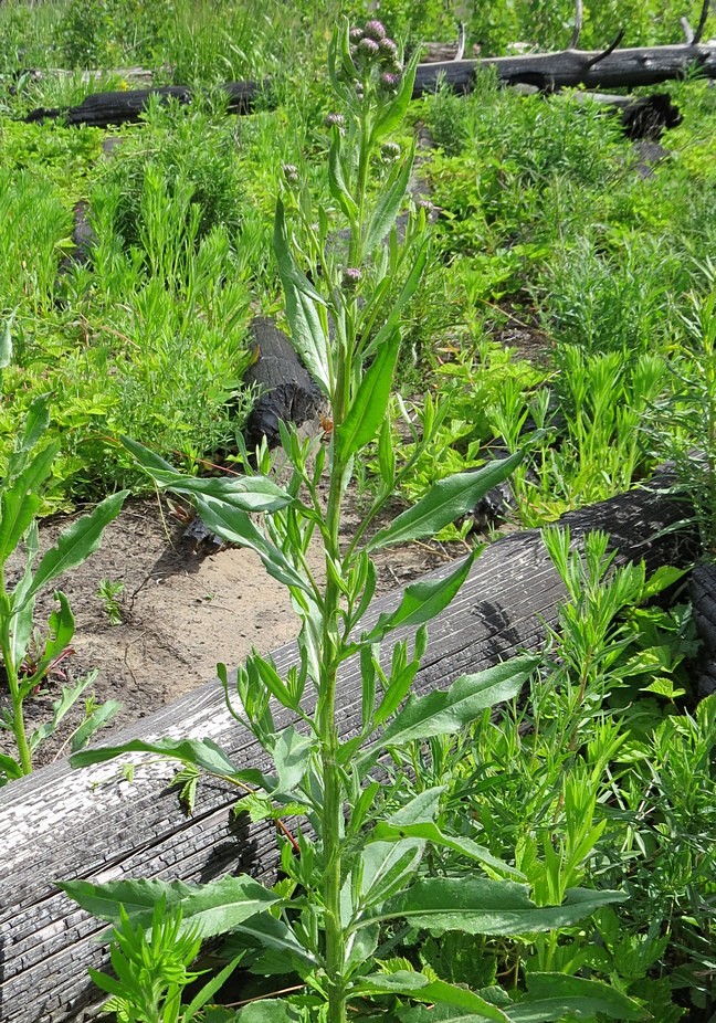 Изображение особи Cirsium setosum.