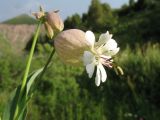 Image of taxon representative. Author is Владимир Колбинцев