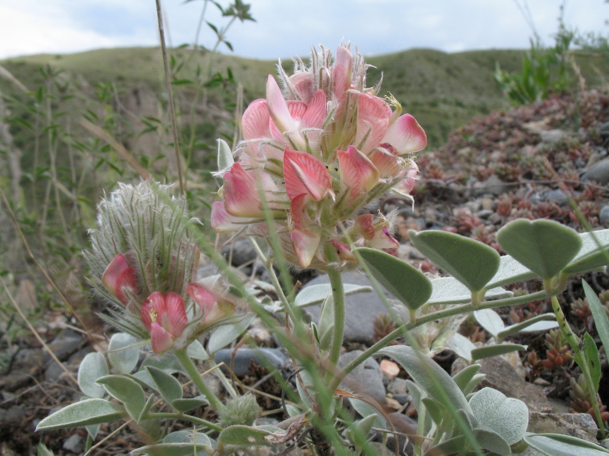 Изображение особи Hedysarum acutifolium.