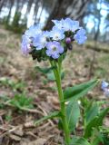 Pulmonaria mollis. Верхушка цветущего растения (форма с бледно-голубой окраской венчика). Томская обл., окр. г. Томск, лесной луг. 07.05.2008.