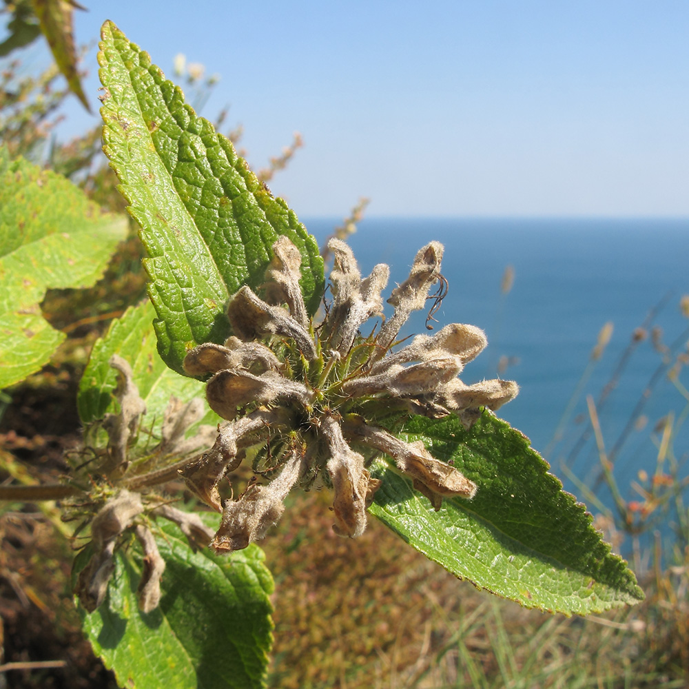 Image of Phlomis taurica specimen.