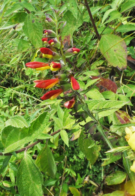 Изображение особи Bartsia camporum.