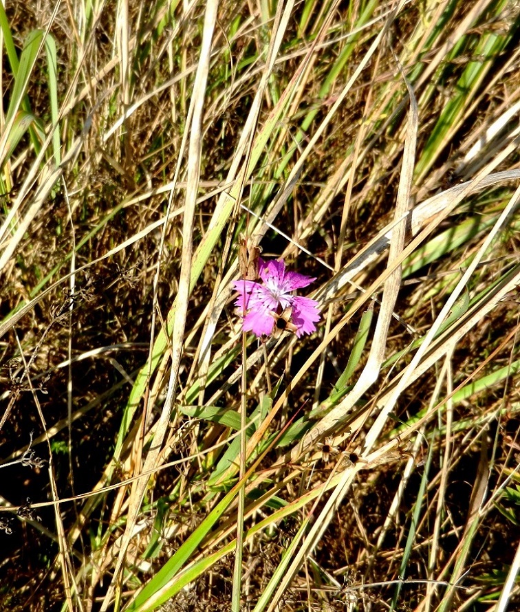 Image of Dianthus fischeri specimen.