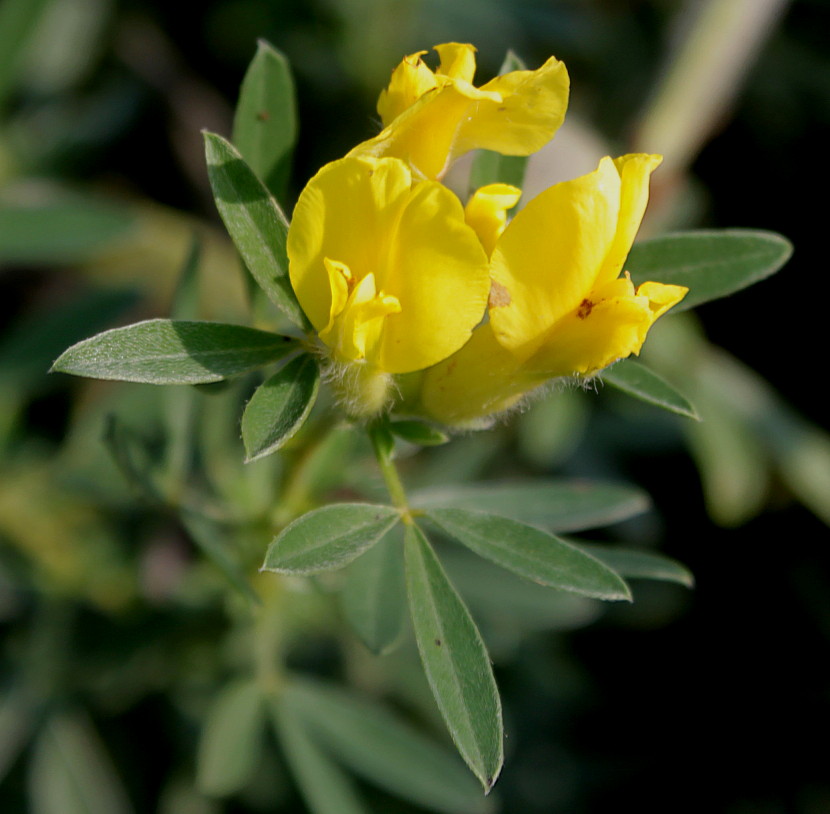 Image of Chamaecytisus supinus specimen.