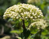 Viburnum lantana. Соцветие. Краснодарский край, Черноморское побережье Кавказа, окрестности Геленджика, территория Верхнего парка сафари. 05.05.2013.