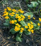 Caltha palustris