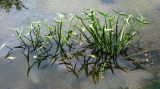 Sagittaria sagittifolia. Плодоносящее растение. Республика Татарстан, Бавлинский р-н, р. Ик. 31.07.2009.