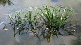 Sagittaria sagittifolia