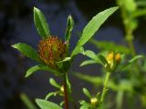 Bidens tripartita