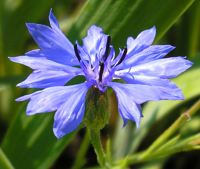 Изображение особи Centaurea cyanus.