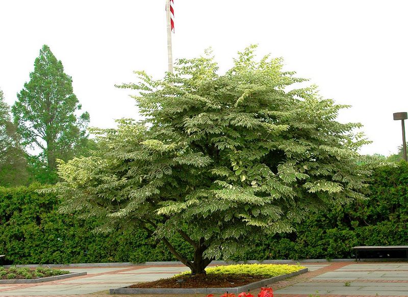 Image of Aralia elata specimen.