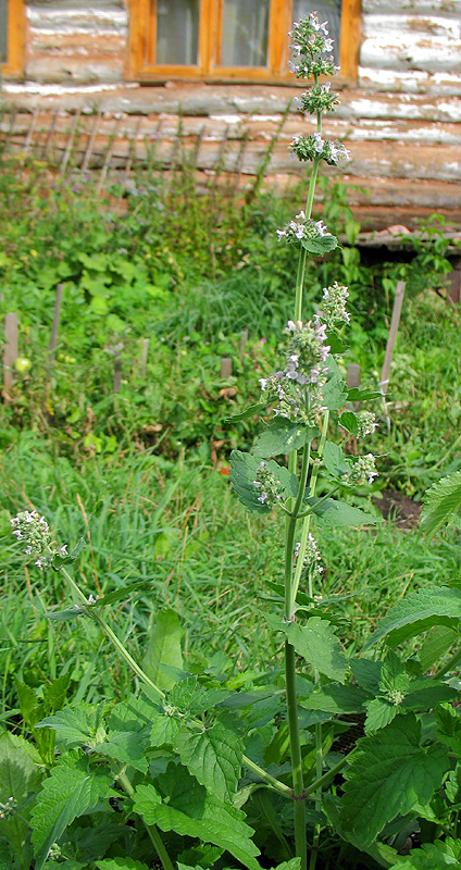 Image of Nepeta cataria specimen.