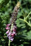 Pueraria lobata