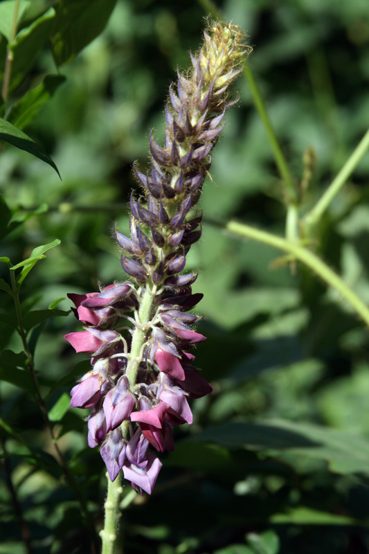 Image of Pueraria lobata specimen.
