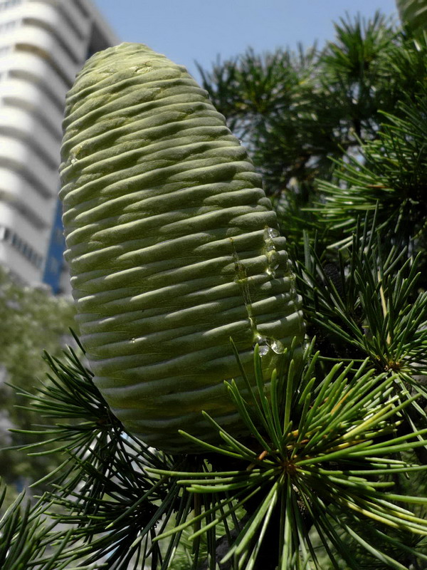 Image of Cedrus deodara specimen.