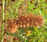 Glycyrrhiza echinata