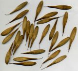 Fraxinus pennsylvanica. Плоды. Курская обл., г. Железногорск, в культуре. 26 октября 2009 г.